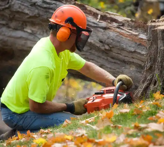 tree services Wilson